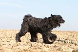 BOUVIER DES FLANDRES 154